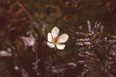 APII jpeg image of Drosera murfetii  © contact APII