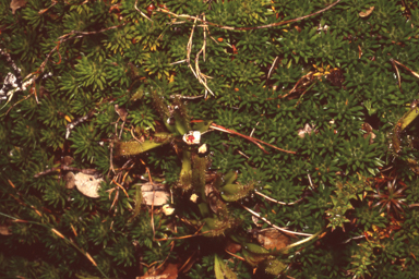 APII jpeg image of Drosera murfetii  © contact APII
