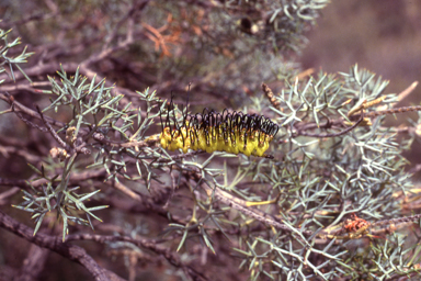 APII jpeg image of Grevillea armigera  © contact APII
