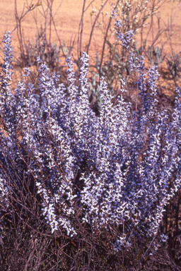 APII jpeg image of Conospermum amoenum  © contact APII