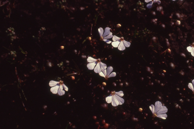 APII jpeg image of Stylidium insensitivum  © contact APII