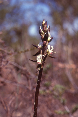 APII jpeg image of Prasophyllum sargentii  © contact APII