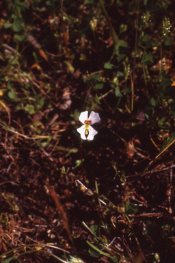 APII jpeg image of Stylidium ecorne  © contact APII