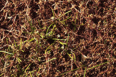 APII jpeg image of Limosella australis  © contact APII