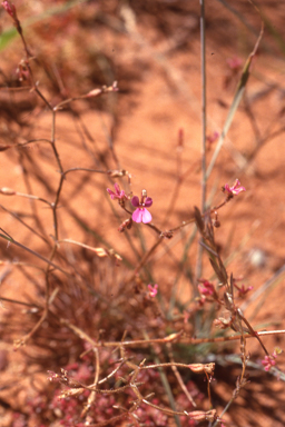 APII jpeg image of Stylidium adenophorum  © contact APII