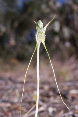 APII jpeg image of Pterostylis woollsii  © contact APII