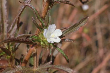 APII jpeg image of Urena  © contact APII