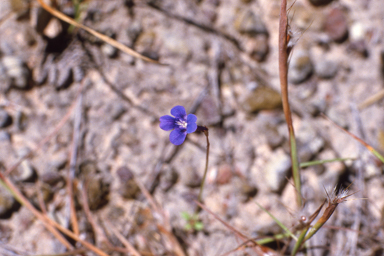 APII jpeg image of Lindernia clausa  © contact APII