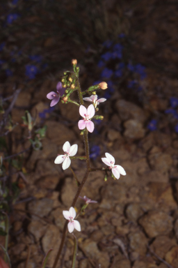 APII jpeg image of Stylidium yilgarnense  © contact APII