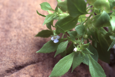 APII jpeg image of Lindernia  © contact APII