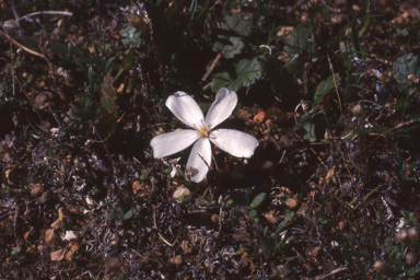 APII jpeg image of Drosera bulbosa  © contact APII