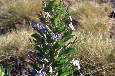 APII jpeg image of Goodenia scaevolina  © contact APII