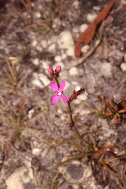 APII jpeg image of Stylidium graminifolium  © contact APII