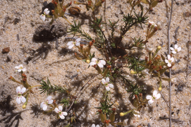 APII jpeg image of Stylidium cygnorum  © contact APII