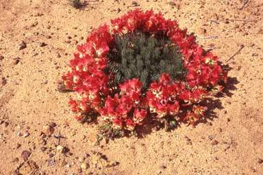 APII jpeg image of Lechenaultia macrantha  © contact APII