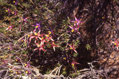 APII jpeg image of Calectasia grandiflora subsp. wheatbelt  © contact APII