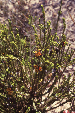 APII jpeg image of Gastrolobium reticulatum  © contact APII