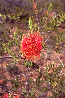 APII jpeg image of Melaleuca fulgens  © contact APII