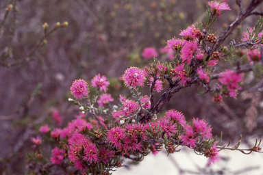 APII jpeg image of Melaleuca scabra  © contact APII