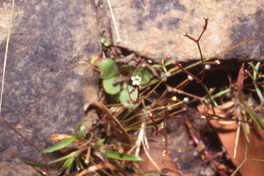APII jpeg image of Stylidium rotundifolium  © contact APII