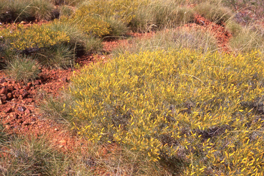 APII jpeg image of Acacia hilliana  © contact APII