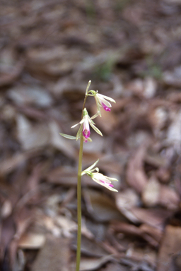 APII jpeg image of Nervilia holochila  © contact APII