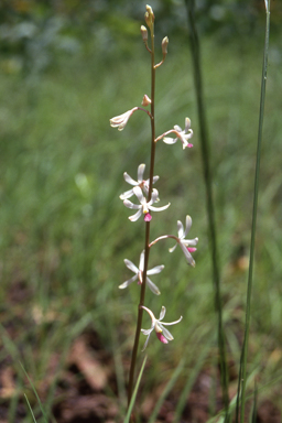 APII jpeg image of Dipodium stenocheilum  © contact APII