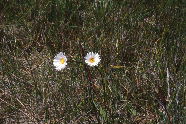 APII jpeg image of Allittia cardiocarpa  © contact APII