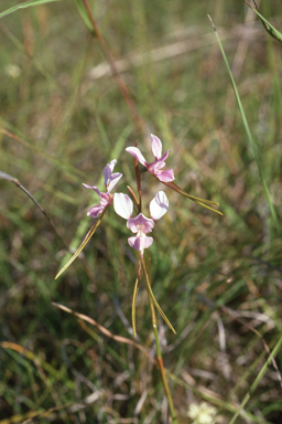 APII jpeg image of Diuris punctata  © contact APII