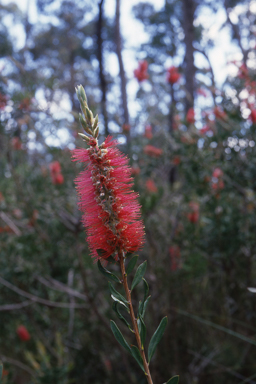 APII jpeg image of Callistemon citrinus  © contact APII