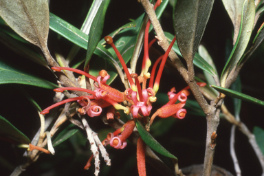 APII jpeg image of Grevillea victoriae  © contact APII