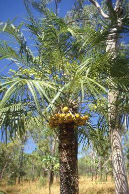 APII jpeg image of Cycas armstrongii  © contact APII