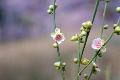 APII jpeg image of Hibbertia juncea  © contact APII