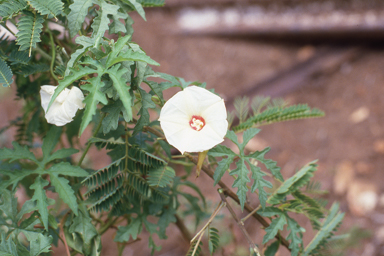 APII jpeg image of Distimake dissectus  © contact APII