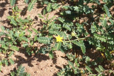 APII jpeg image of Tribulus terrestris  © contact APII