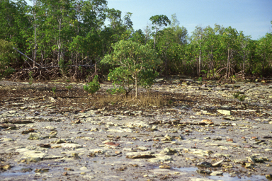 APII jpeg image of Avicennia marina  © contact APII
