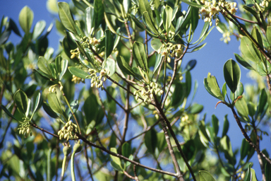 APII jpeg image of Rhizophora stylosa  © contact APII