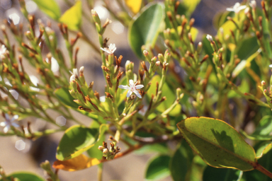 APII jpeg image of Aegialitis annulata  © contact APII