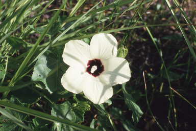 APII jpeg image of Abelmoschus moschatus  © contact APII