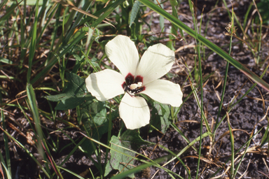 APII jpeg image of Abelmoschus moschatus  © contact APII