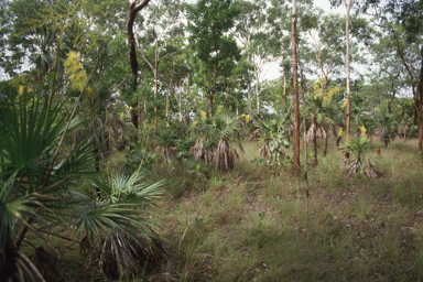 APII jpeg image of Livistona humilis  © contact APII