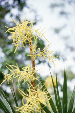 APII jpeg image of Livistona humilis  © contact APII