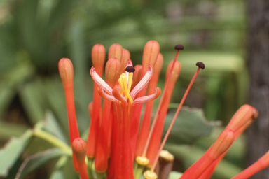 APII jpeg image of Amyema sanguinea var. pulchra  © contact APII