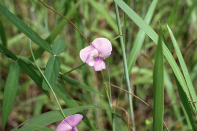 APII jpeg image of Vigna vexillata  © contact APII