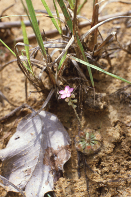 APII jpeg image of Drosera brevicornis  © contact APII