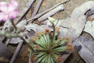 APII jpeg image of Drosera dilatatopetiolaris  © contact APII