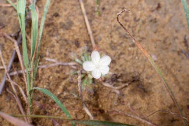 APII jpeg image of Drosera dilatatopetiolaris  © contact APII