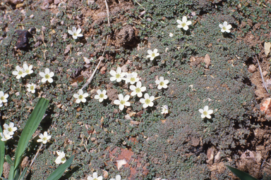 APII jpeg image of Dentella minutissima  © contact APII