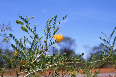 APII jpeg image of Petalostylis cassioides  © contact APII