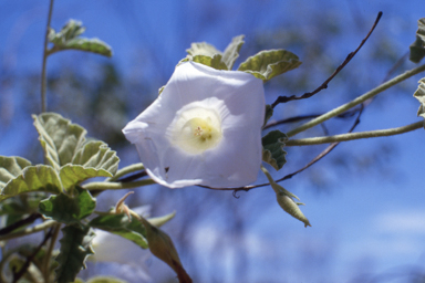 APII jpeg image of Distimake davenportii  © contact APII